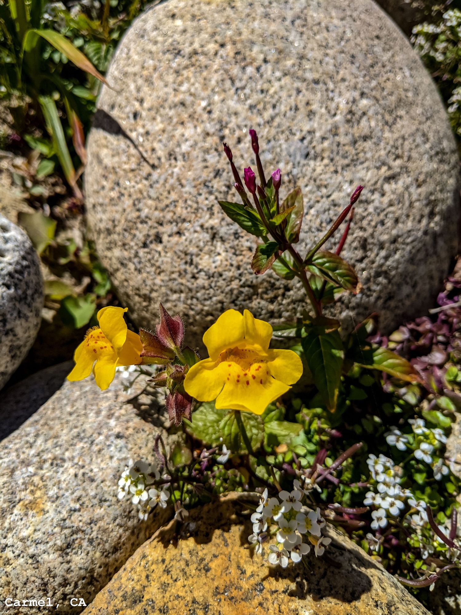 Yellow Freckled Flower and Rocks at Malpaso Creek Beach, Carmel, CA