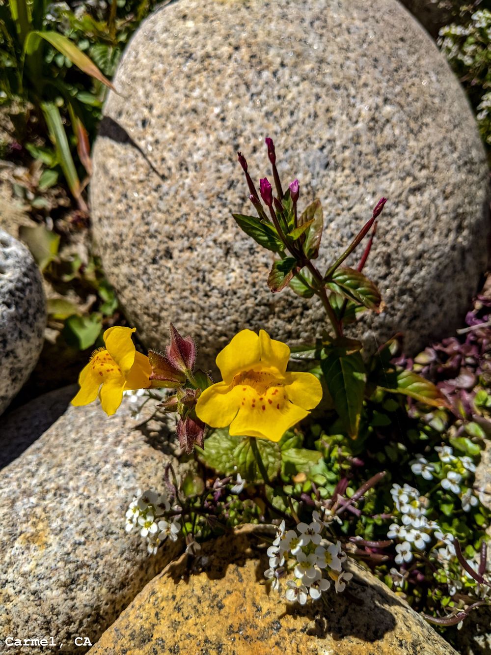 Yellow Freckled Flower and Rocks at Malpaso Creek Beach, Carmel, CA