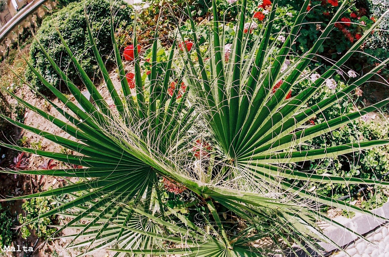 Malta Palms