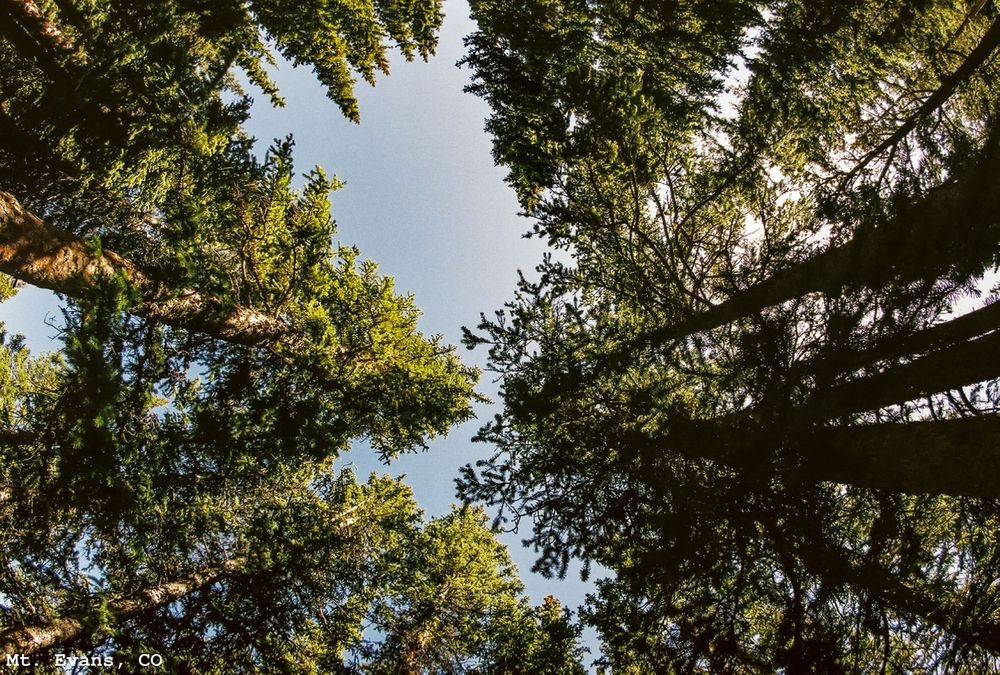 Pine Trees in the Sky Near Mt. Evans, Evergreen, CO