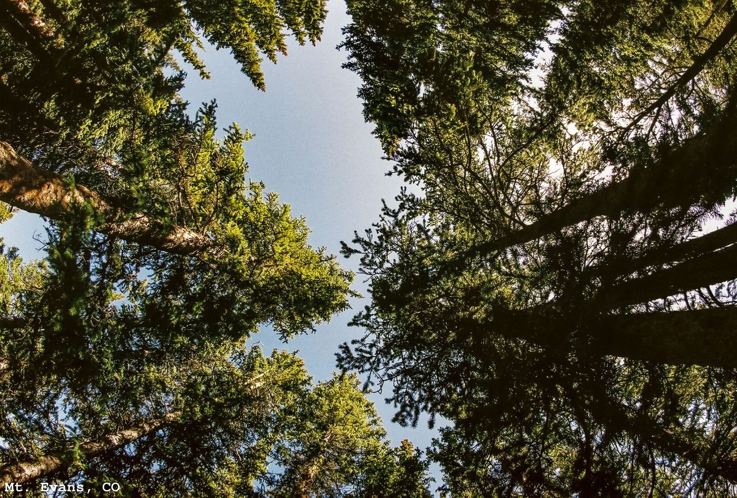 Pine Trees in the Sky Near Mt. Evans, Evergreen, CO