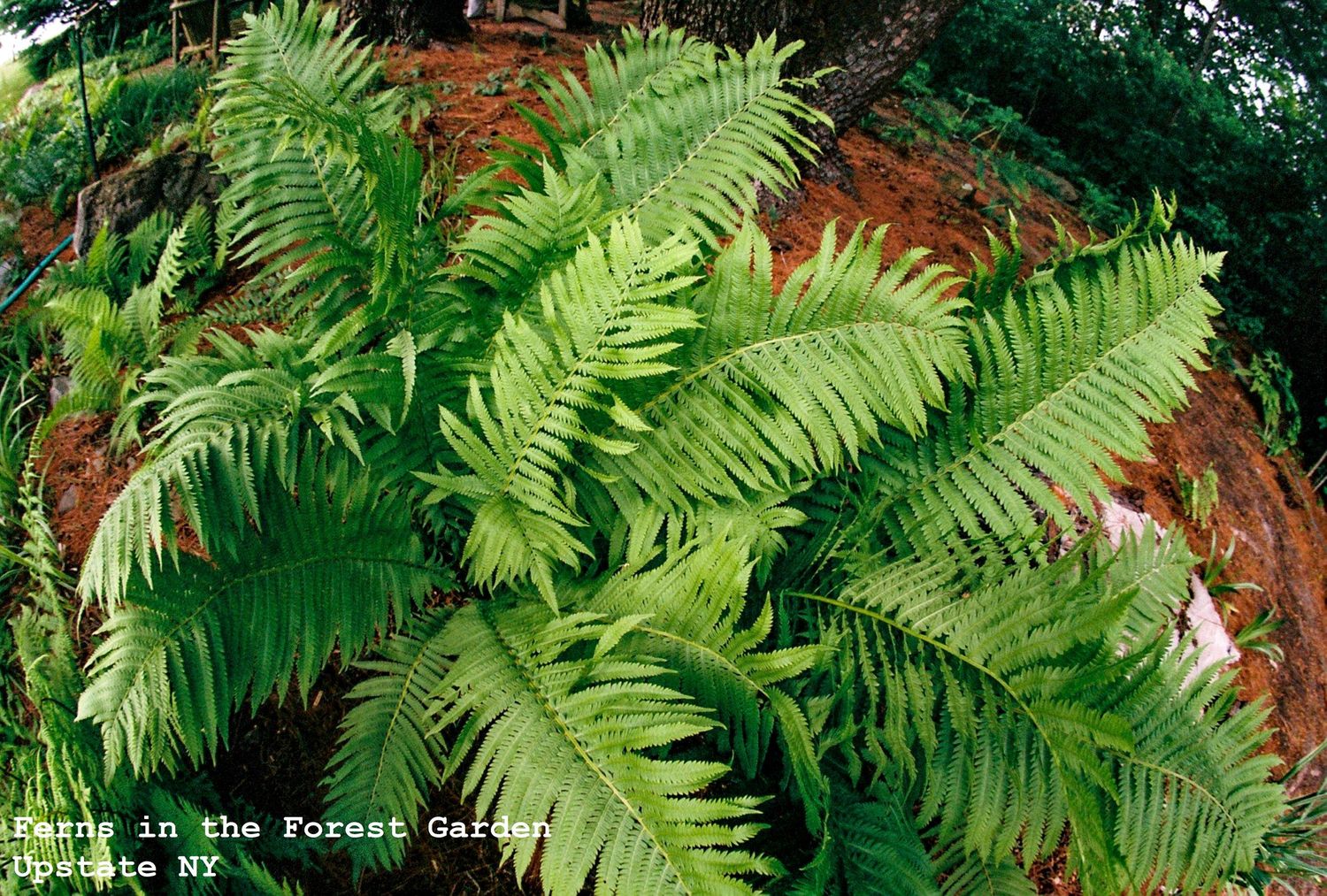 Ferns in Upstate, NY