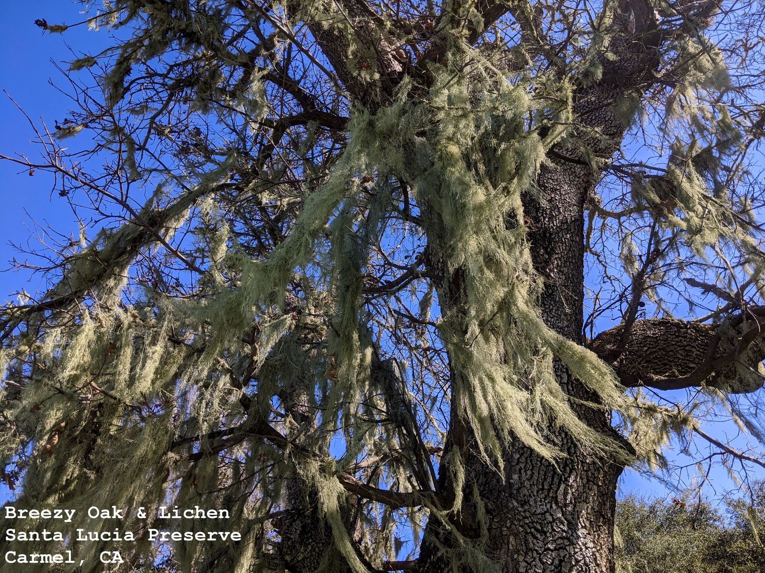 Breezy Oak & Lichen, Santa Lucia Preserve, Carmel, CA