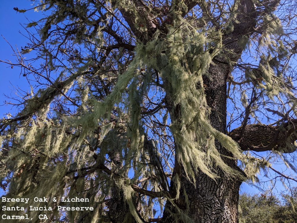 Breezy Oak & Lichen, Santa Lucia Preserve, Carmel, CA