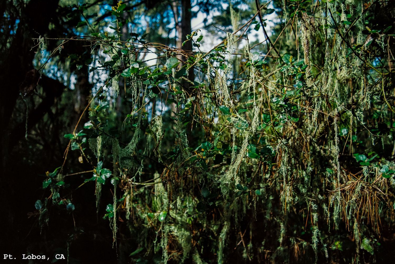 Sunny Lichen-Covered Tree in Pt. Lobos State Park, Carmel, CA