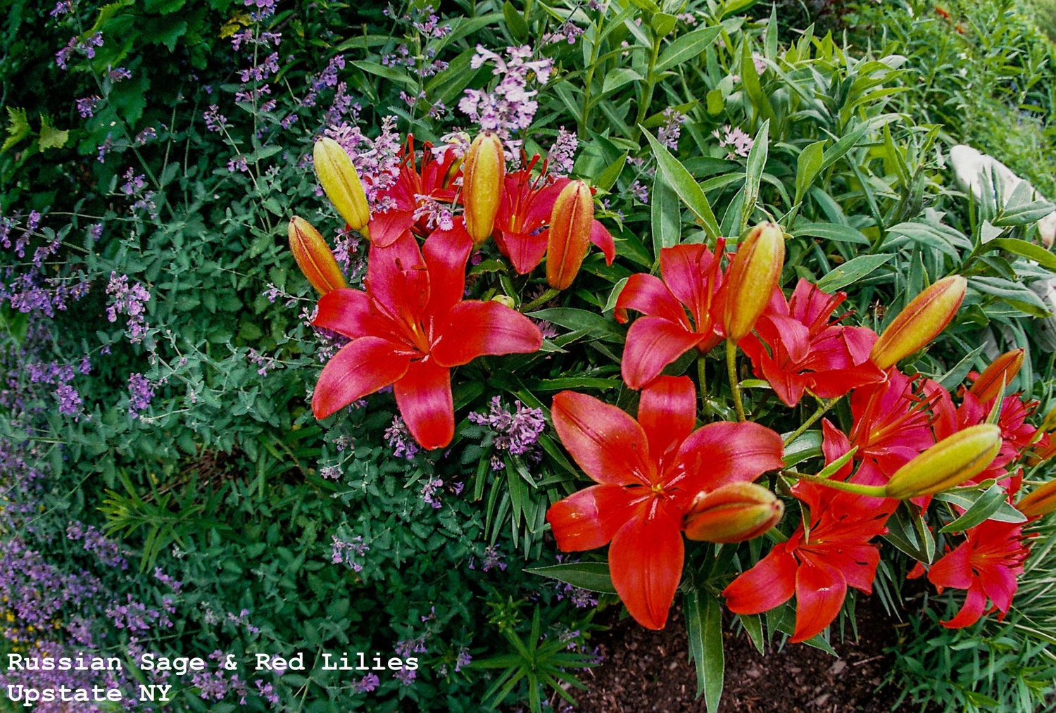 Russian Sage & Red Lilies, Upstate, NY
