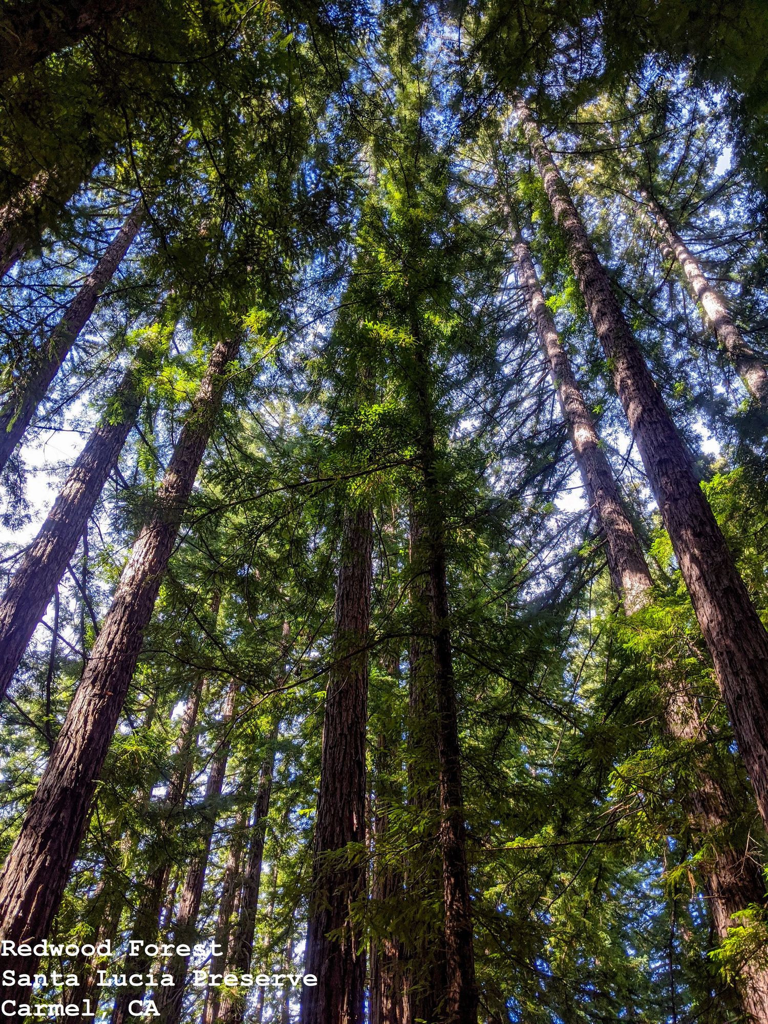 Redwood Forest, Santa Lucia Preserve, Carmel, CA