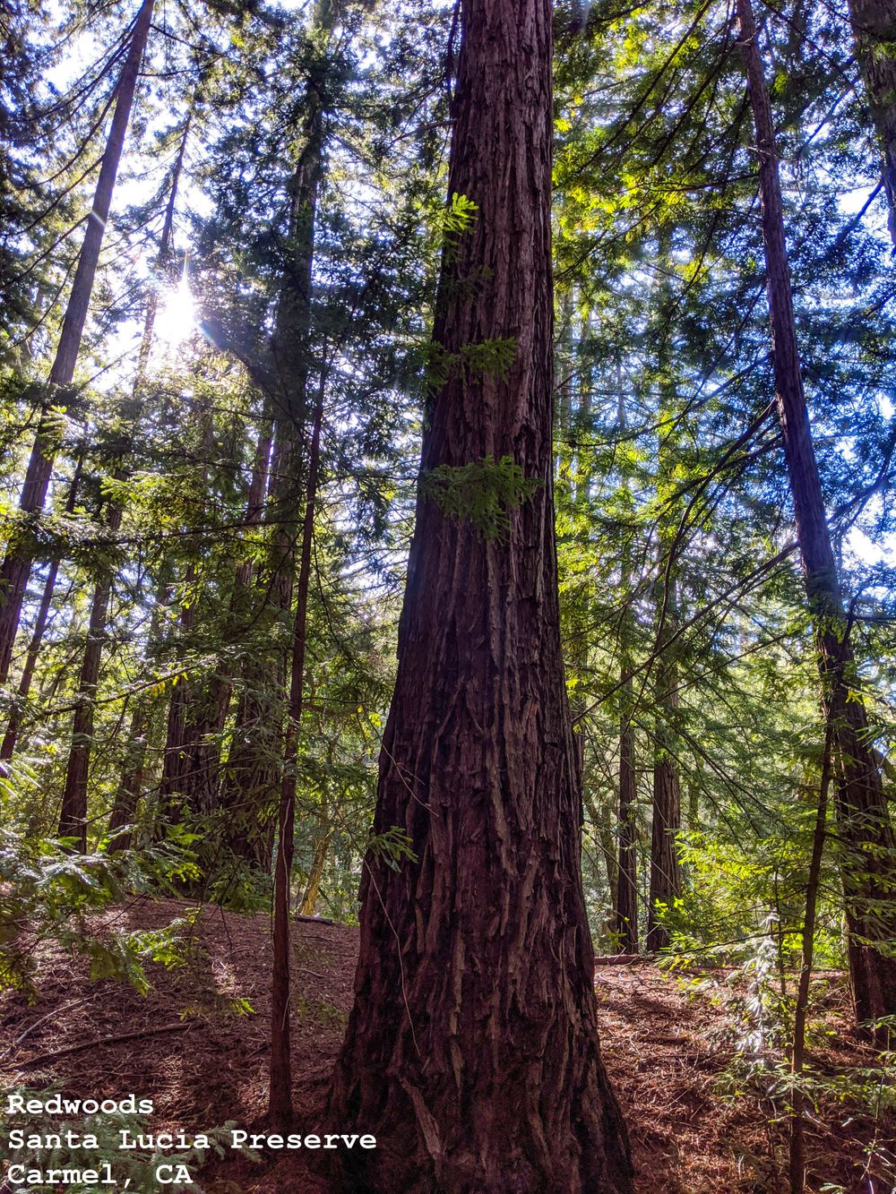 Redwoods, Santa Lucia Preserve, Carmel, CA