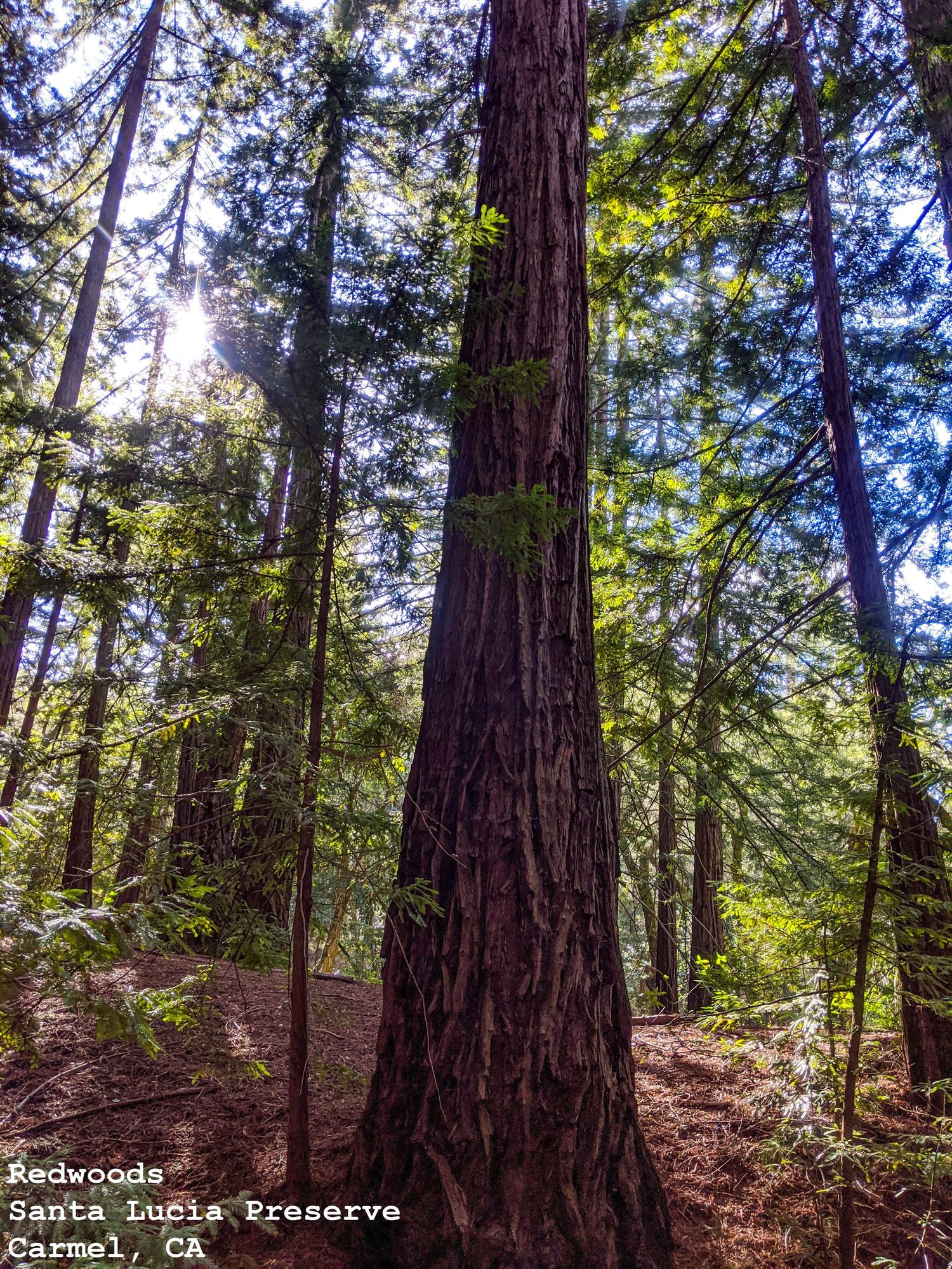 Redwoods, Santa Lucia Preserve, Carmel, CA
