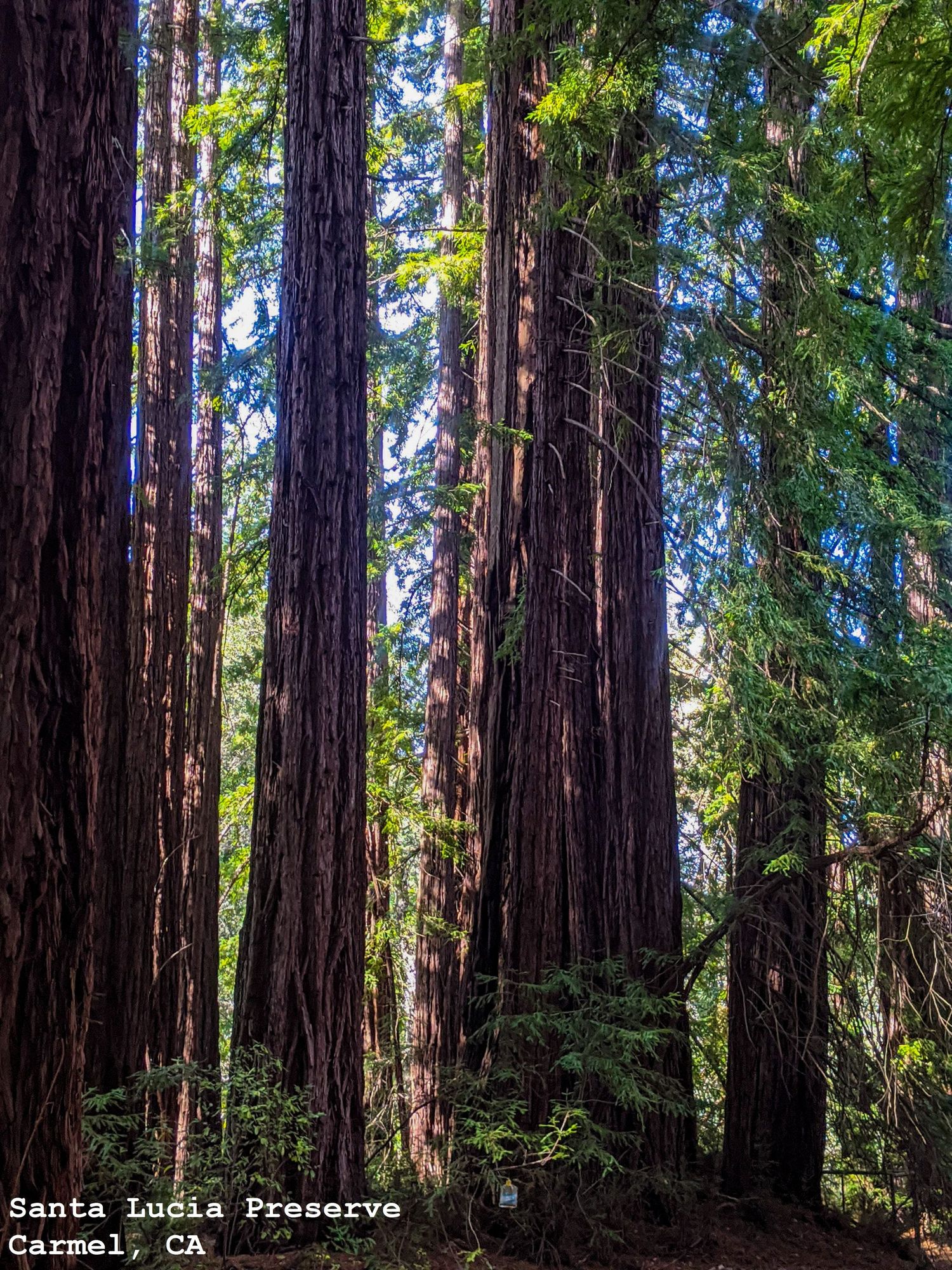 Redwood Tree Trunks, Santa Lucia Preserve, Carmel, CA