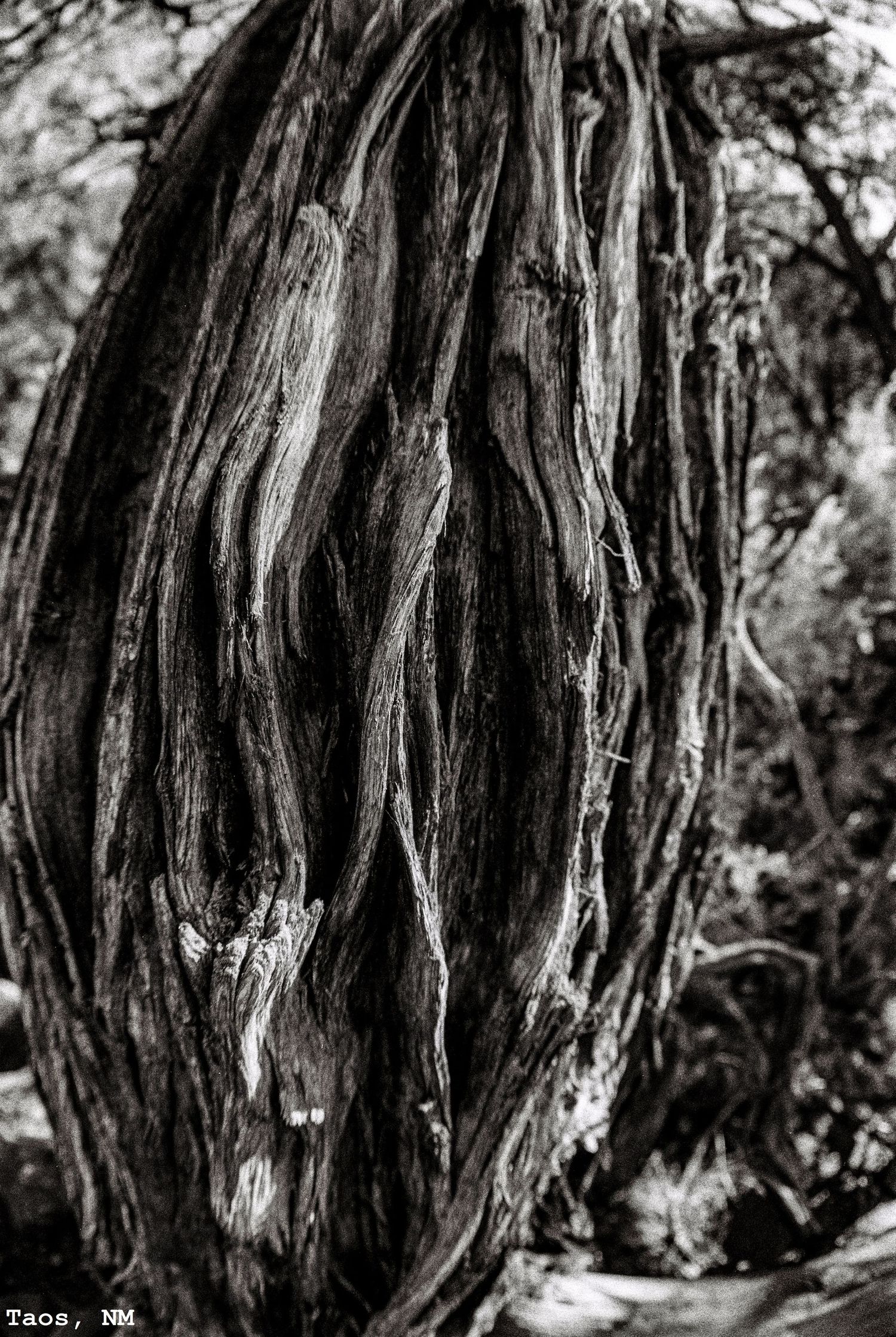 Fisheye Closeup of Tree Bark in Taos, NM