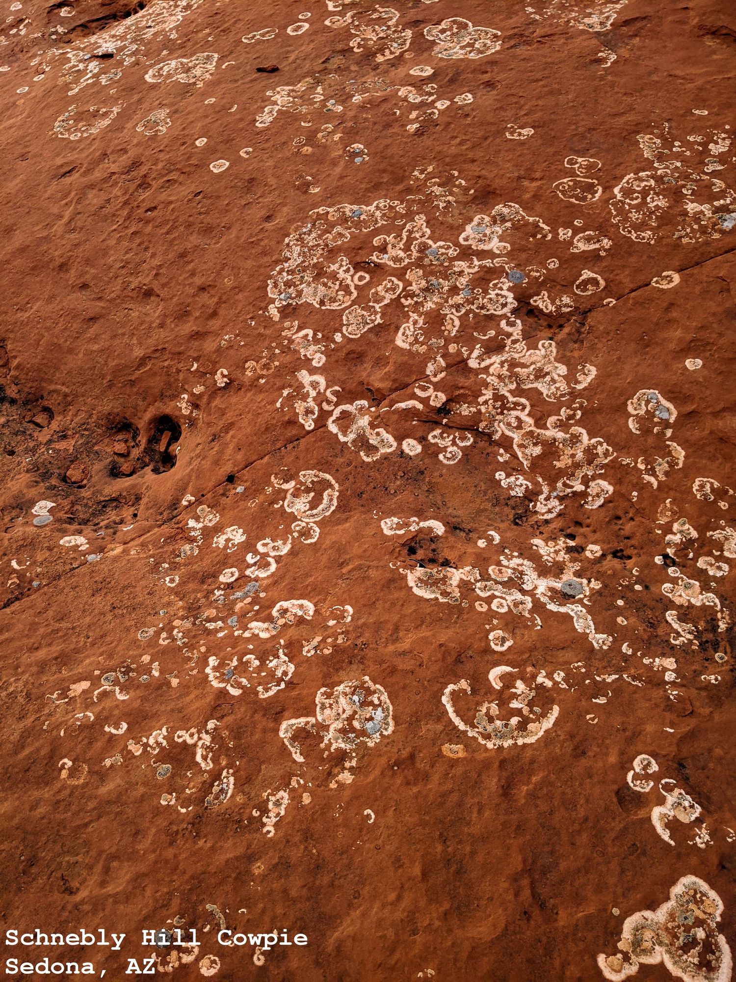 Schnebly Hill Cowpie Closeup, Sedona, AZ