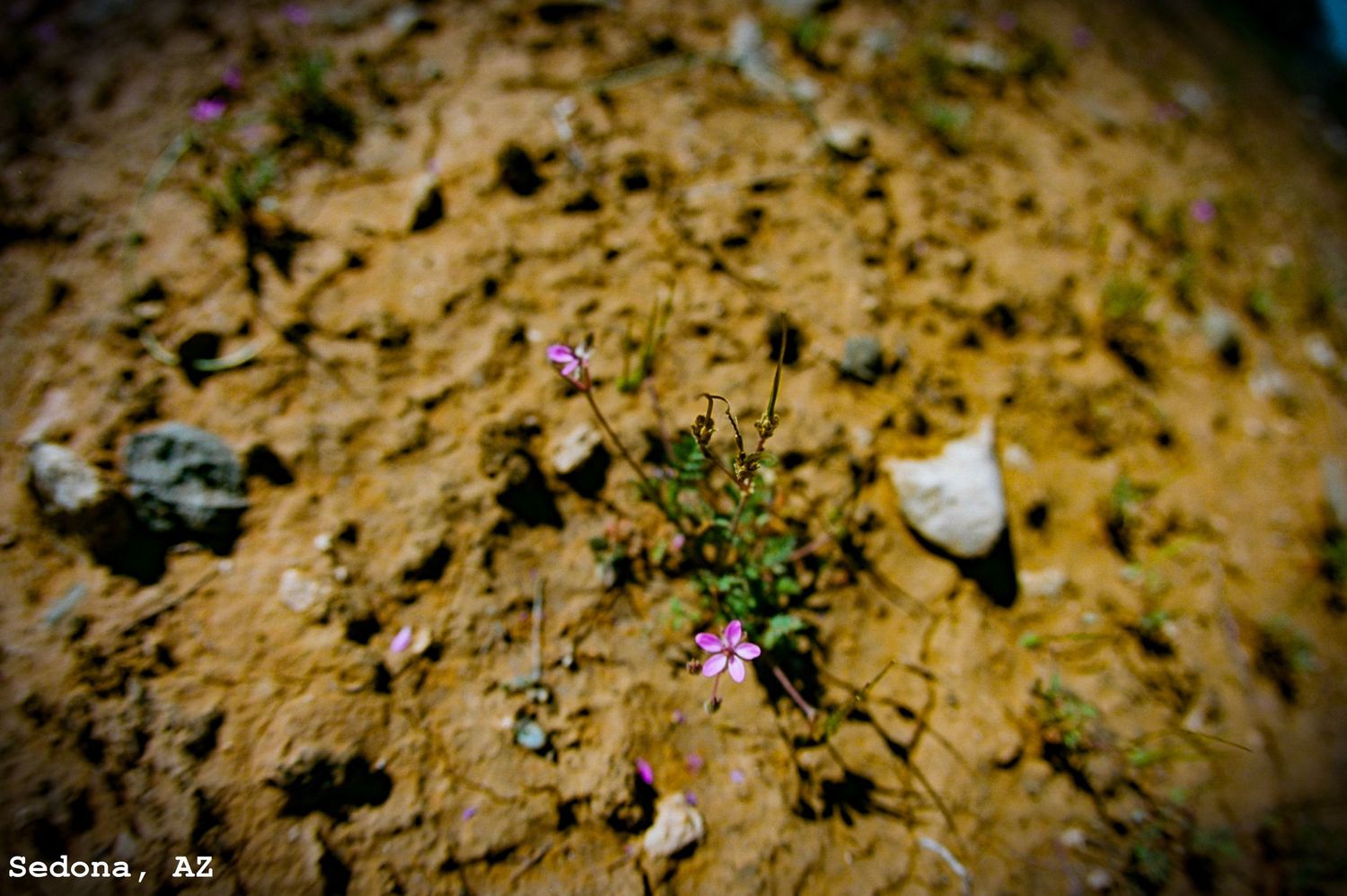 Desert Flower, Sedona, AZ