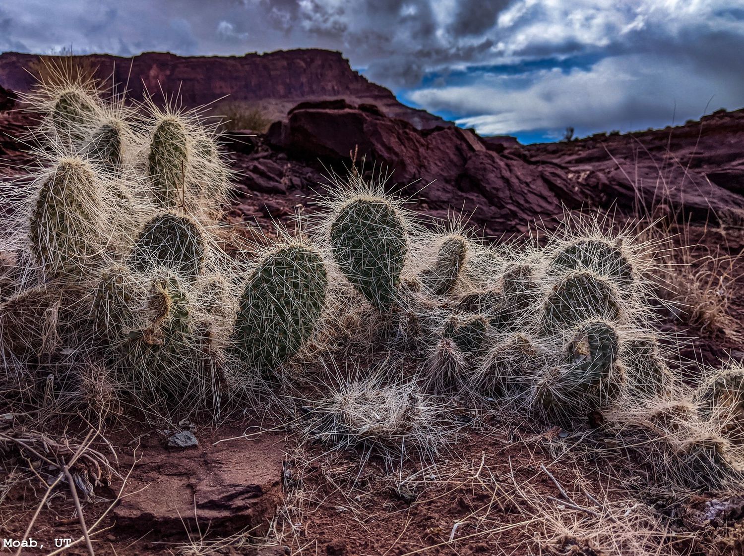'Fuzzy' Cacti in Moab, Utah