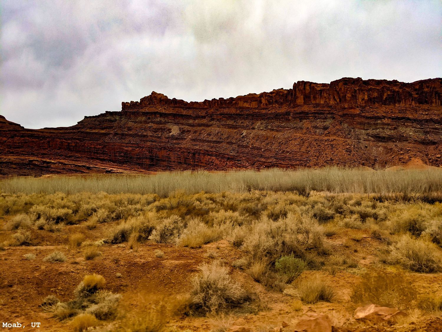 Green Willows and Red Rocks in Moab, UT