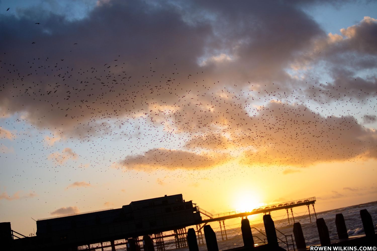 Aberystwyth starlings