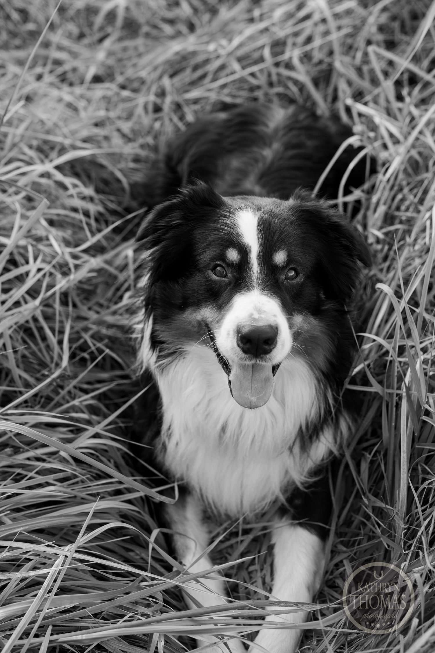 A black and white portrait of an Australian Shepherd dog sitting in tall grass.