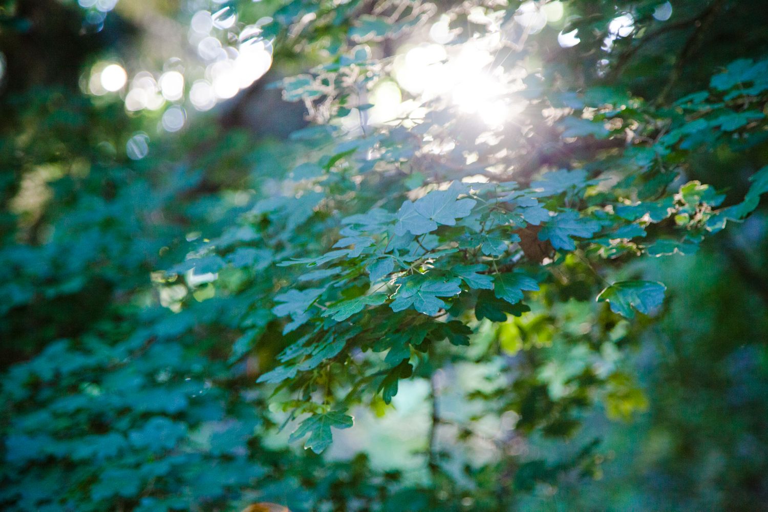 Forest Light by Holli Margell