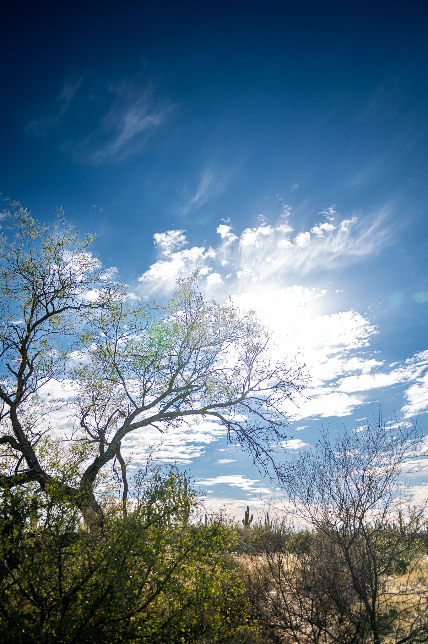 Broadway trail is a perfect location for your desert photo shoots!