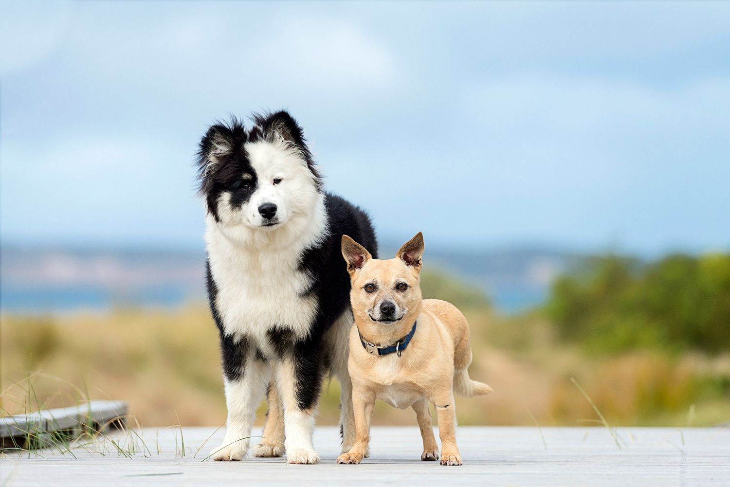 dog photographer Melbourne and Geelong Helen Green