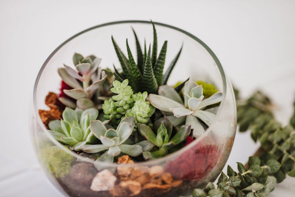 A glass terrarium features an artistic arrangement of various succulents and small plants.