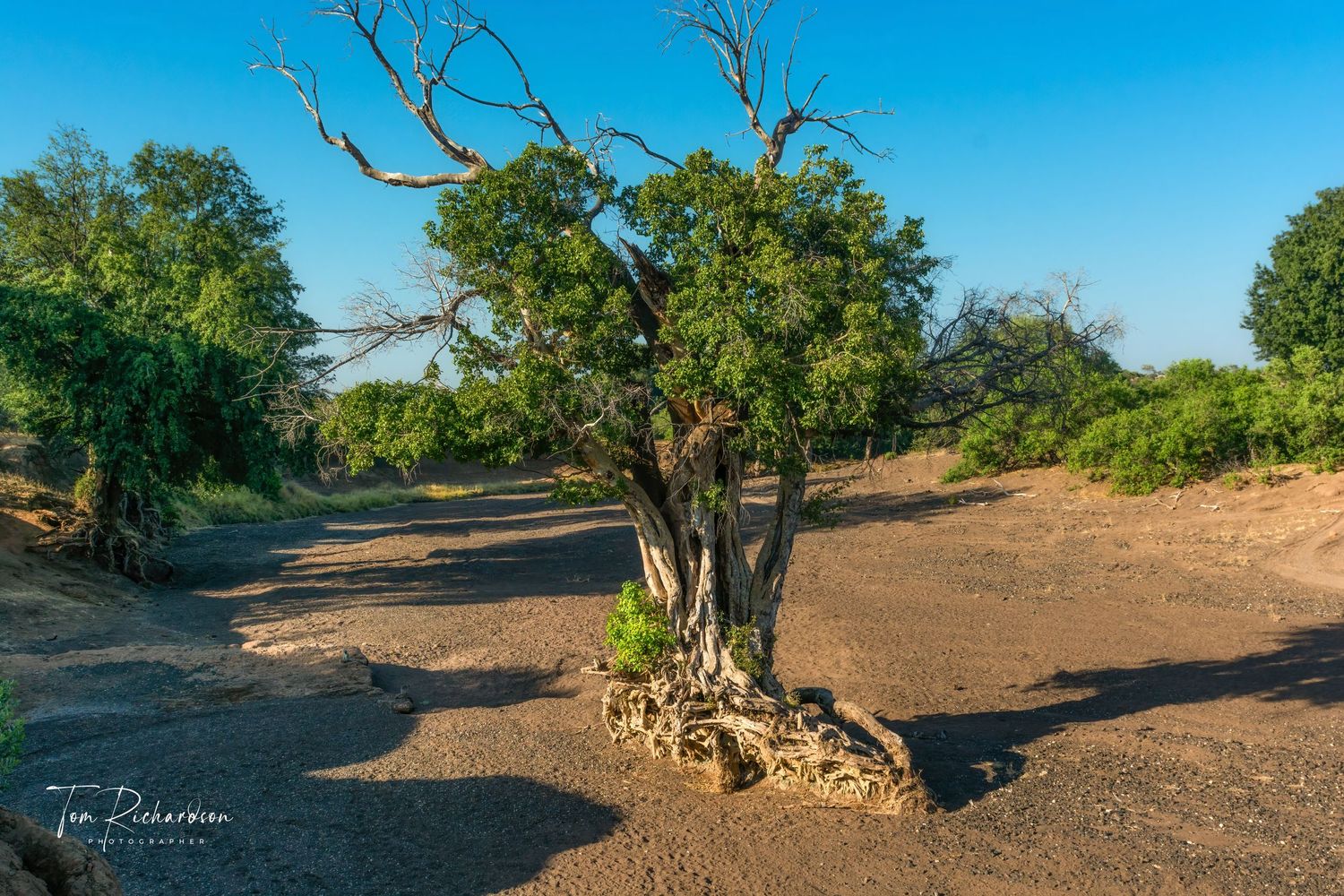 Sycamore Fig Tree in a dry river bed, Mashatu, Botswana