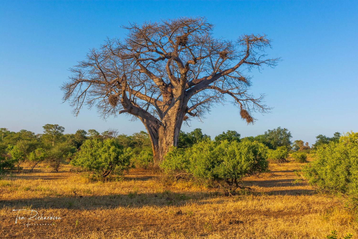 Baobab Tree in Northern Kruger park, South Africa
