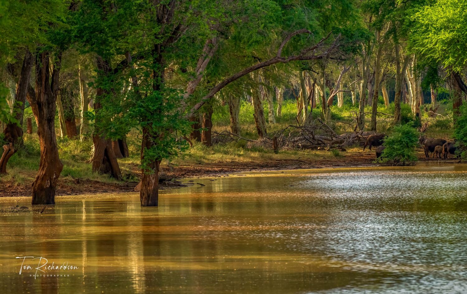 Fever Tree Forest at Pafuri in northern Kruger, South Africa