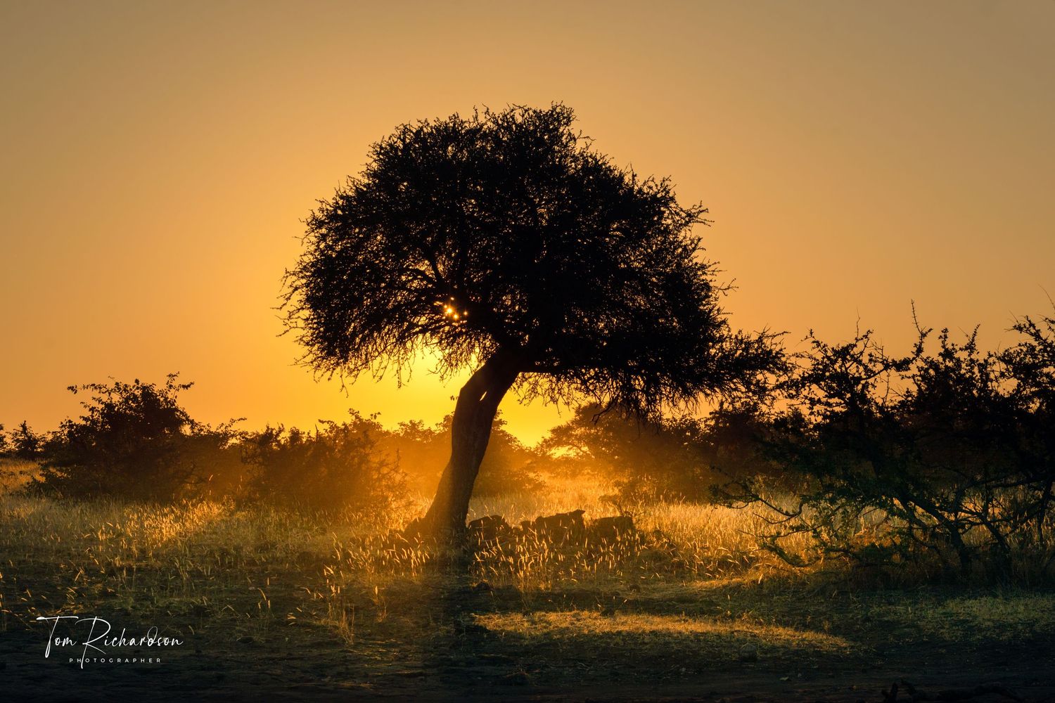 African Sunrise, Mashatu, Botswana