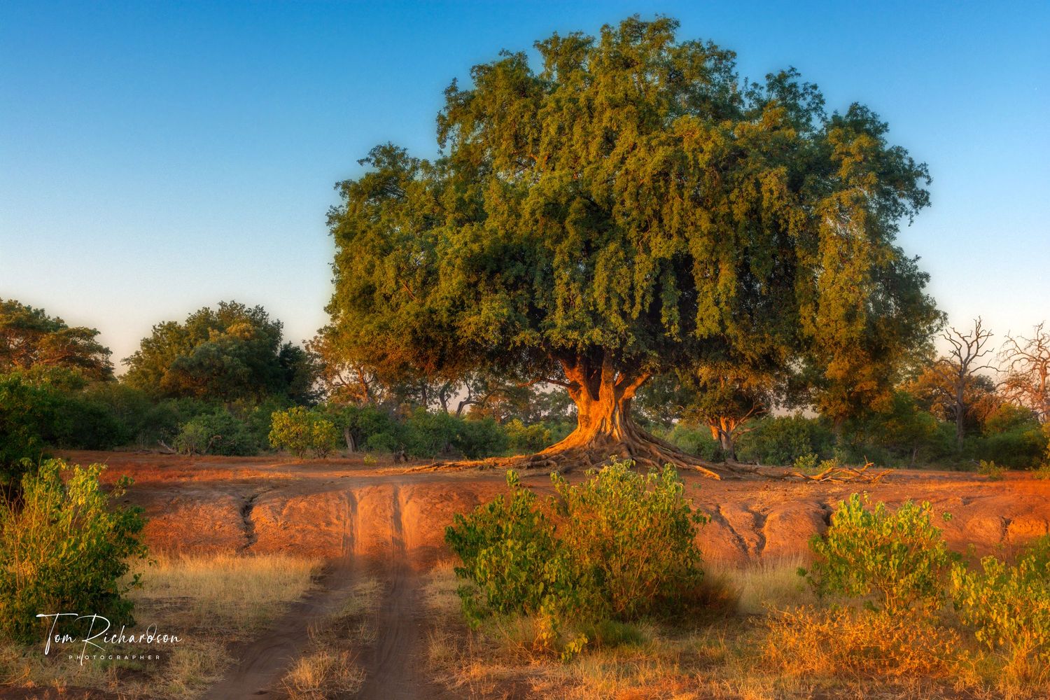 Nyala Berry tree on The Mashutu Game Reserve, Botswana