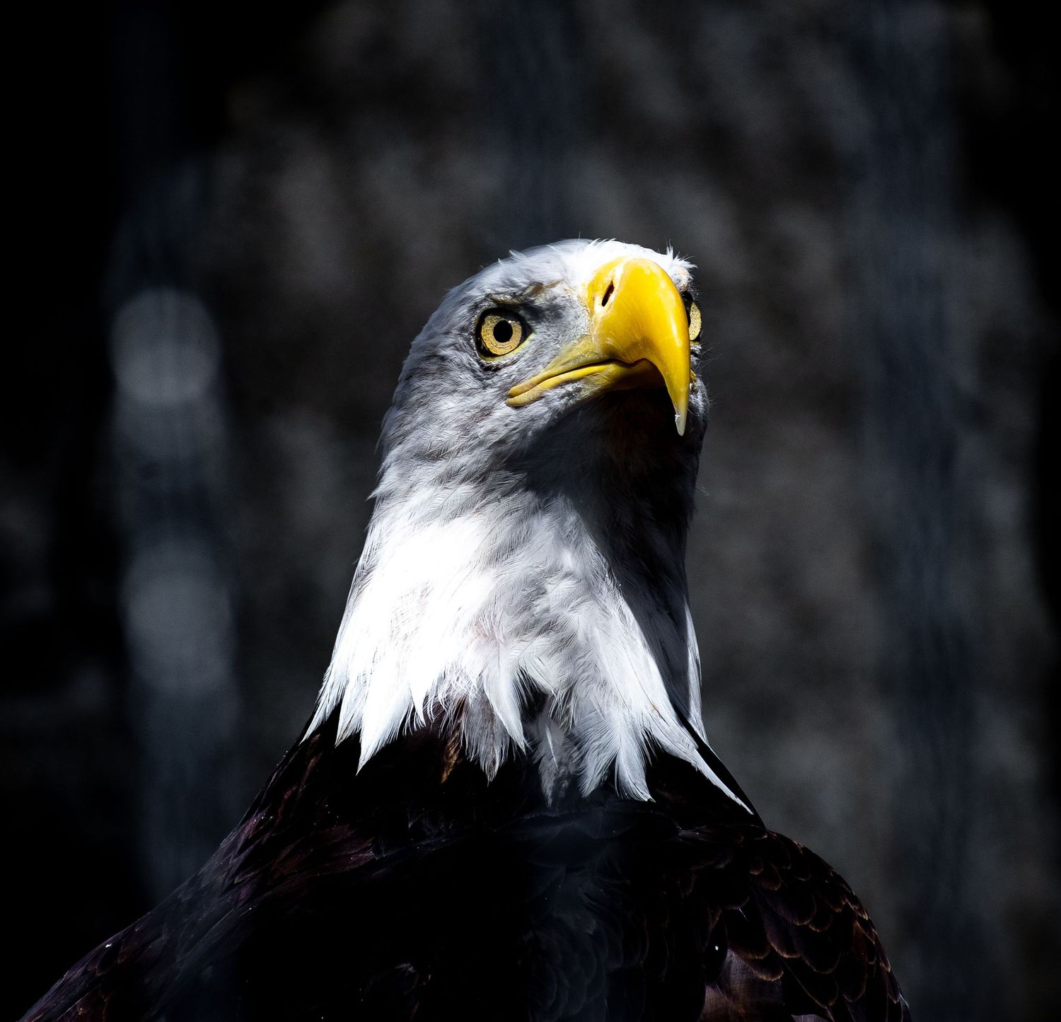Close-up portrait of a bald eagle with white head feathers and yellow beak against dark background.