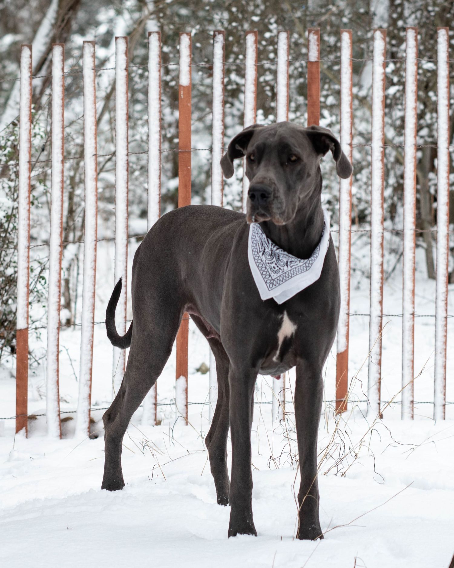 Blue Great Dane wearing white bandana standing in snow near red fence in winter landscape.