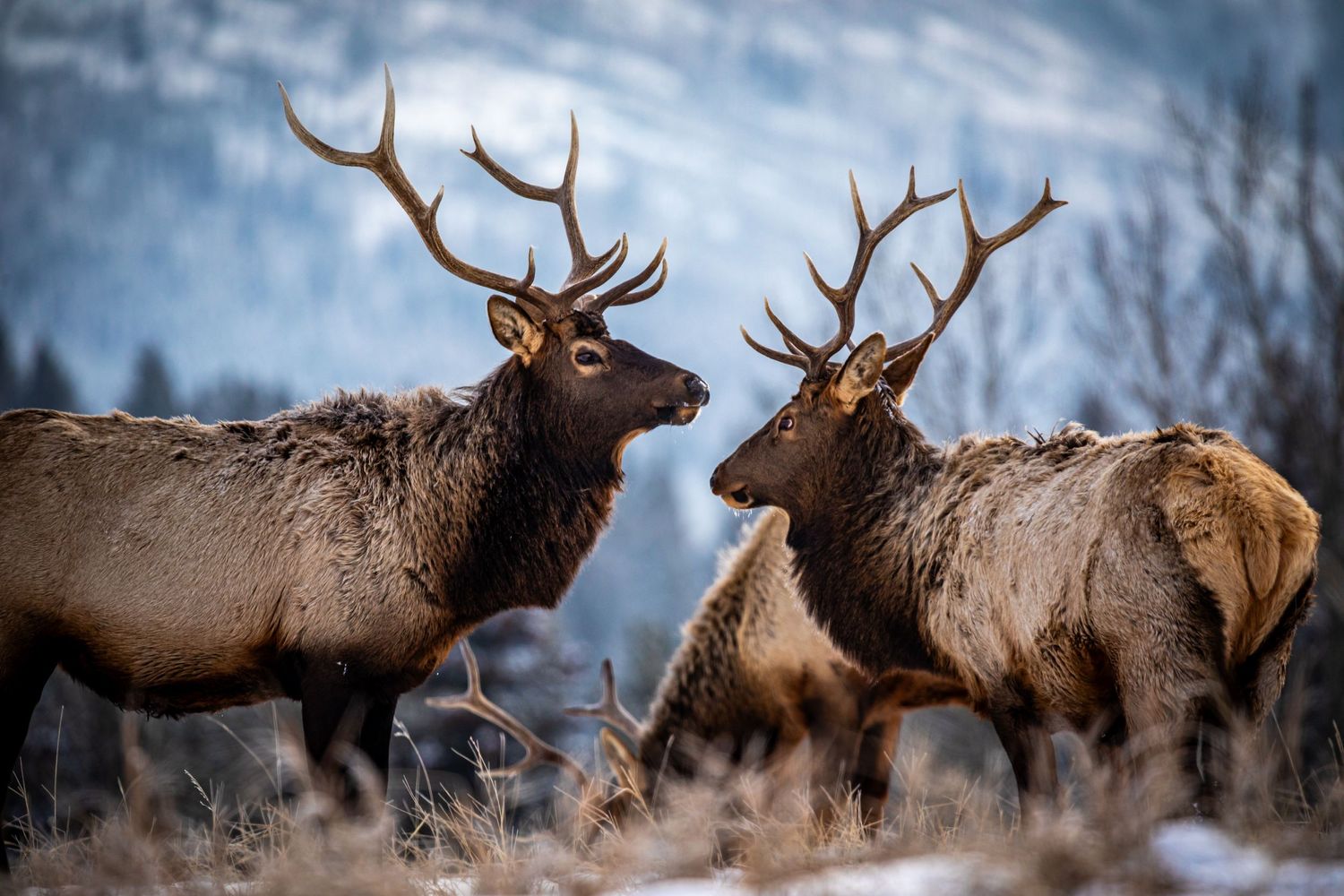 Two bull elk with large antlers stand together in winter grassland.