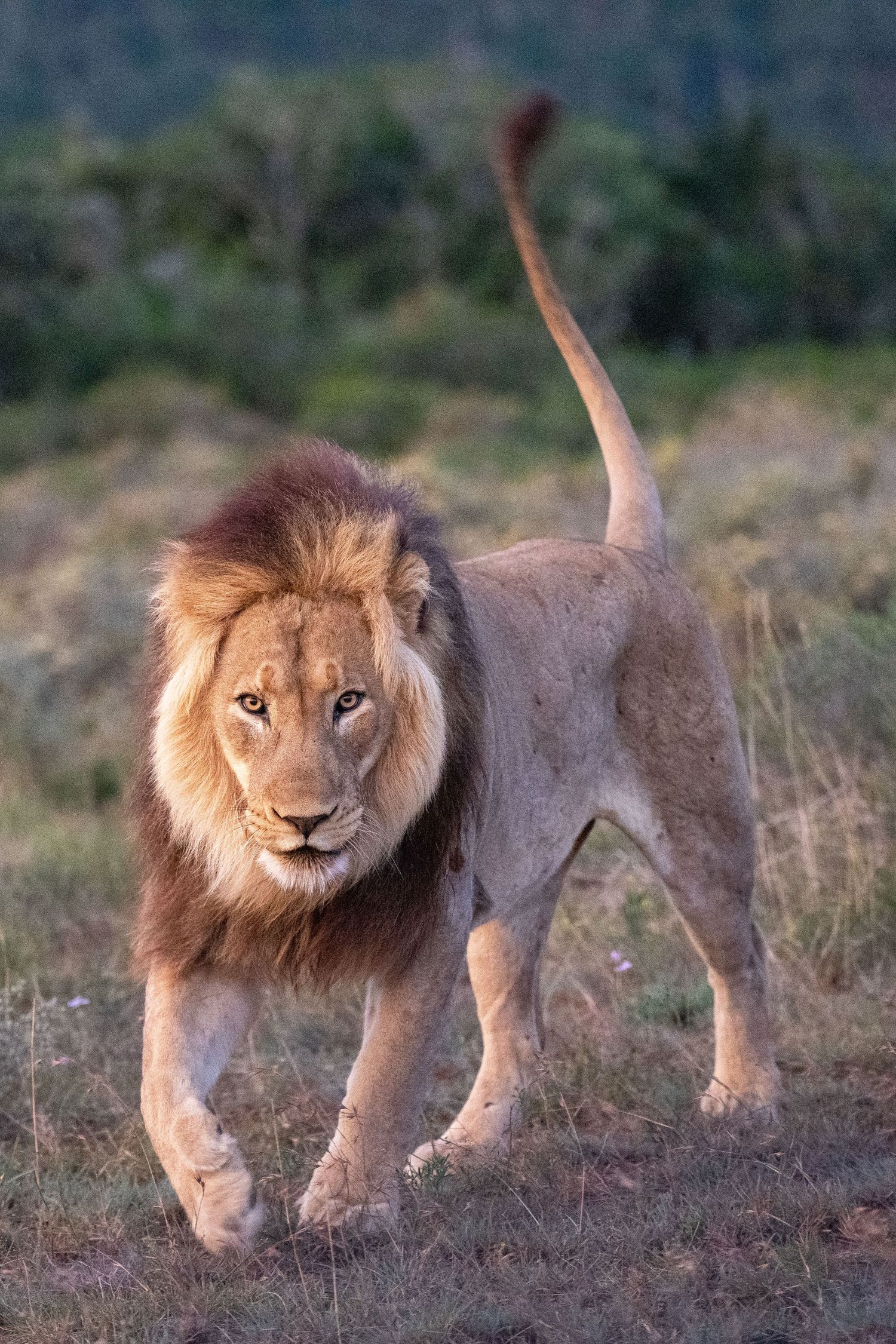 Male lion walking purposefully across savanna landscape at sunset.