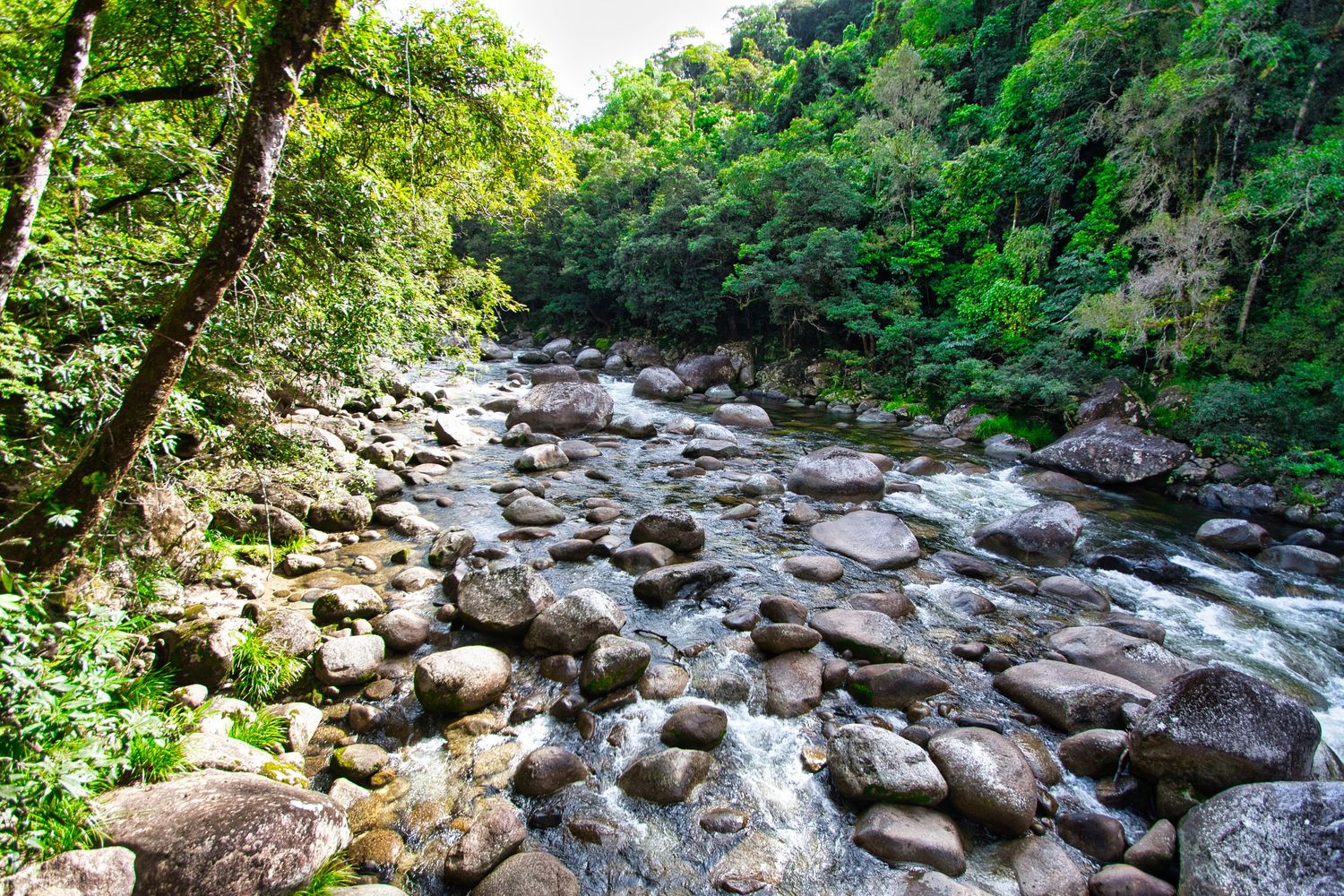 Daintree Cascade