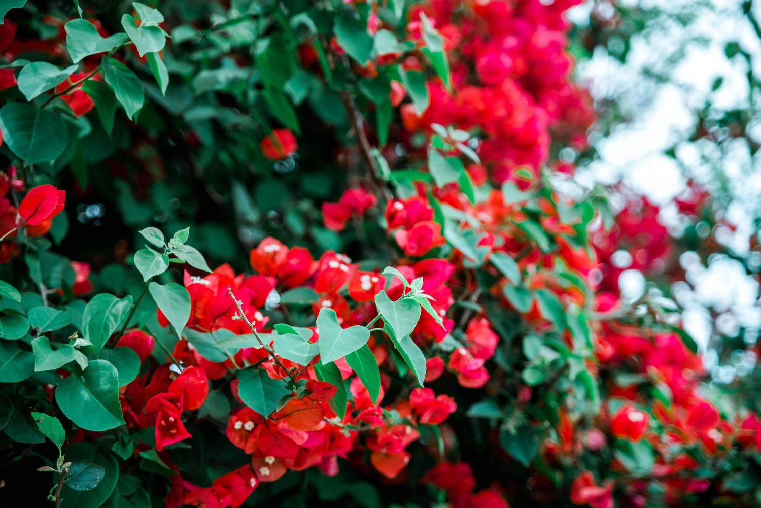 Vibrant red bougainvillea flowers bloom against green foliage in a garden setting.