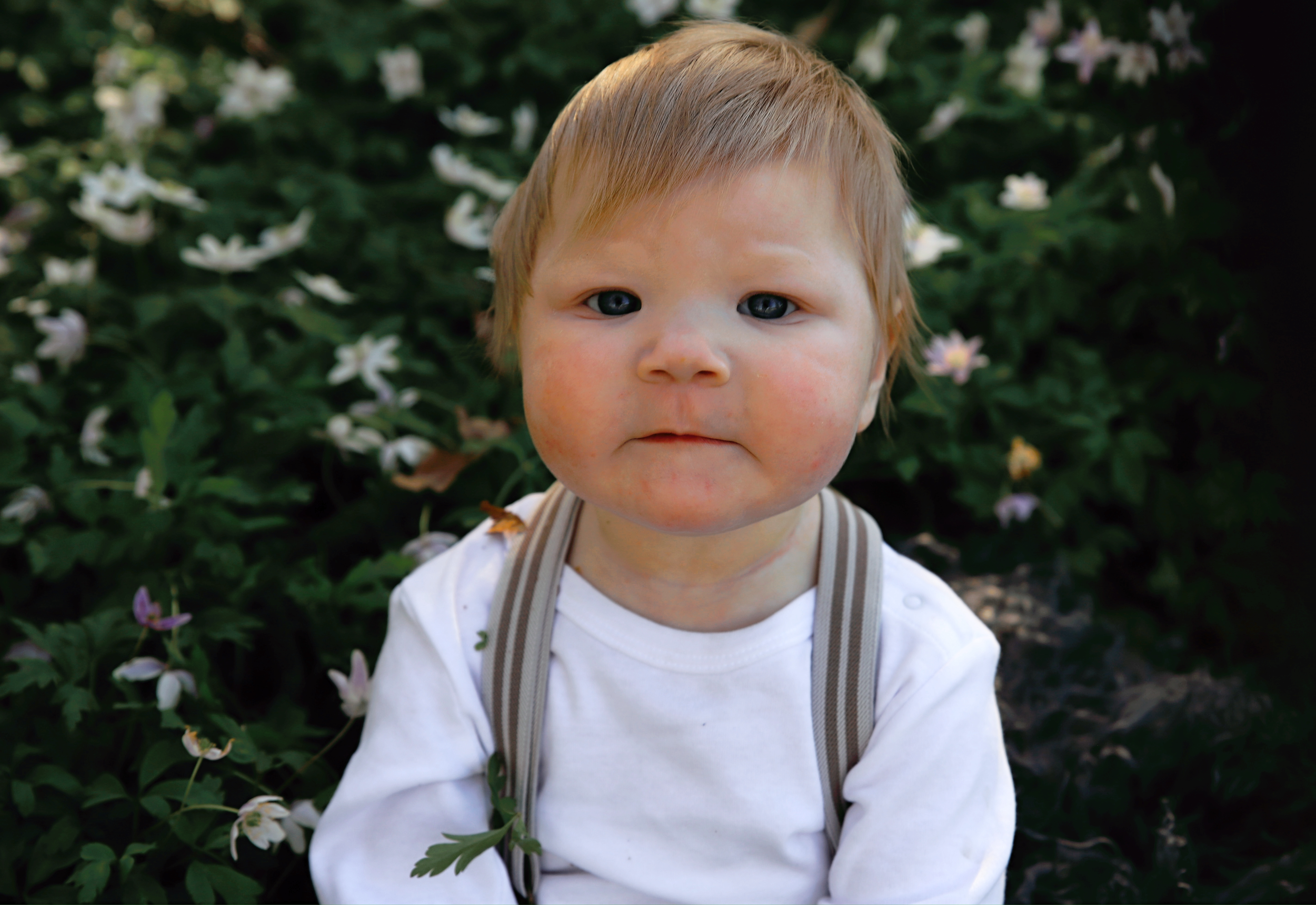 Small child in white shirt and suspenders poses outdoors with delicate white flowers in background.