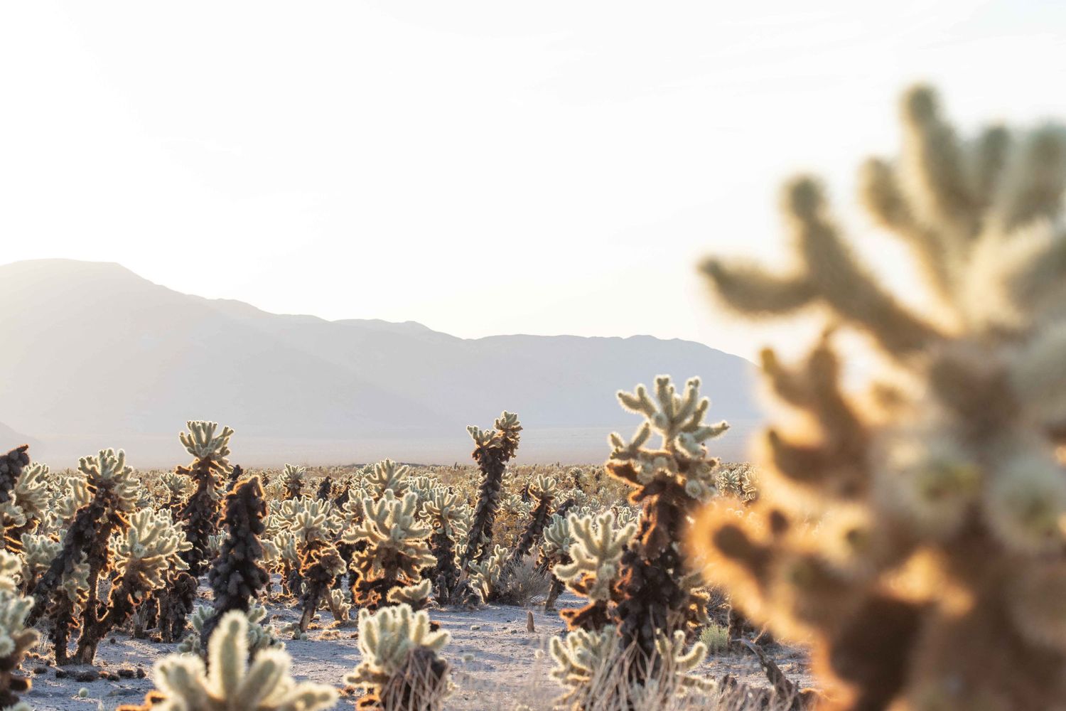 Cholla cactus garden glows at sunset in Joshua Tree National Park with mountains silhouetted in background.