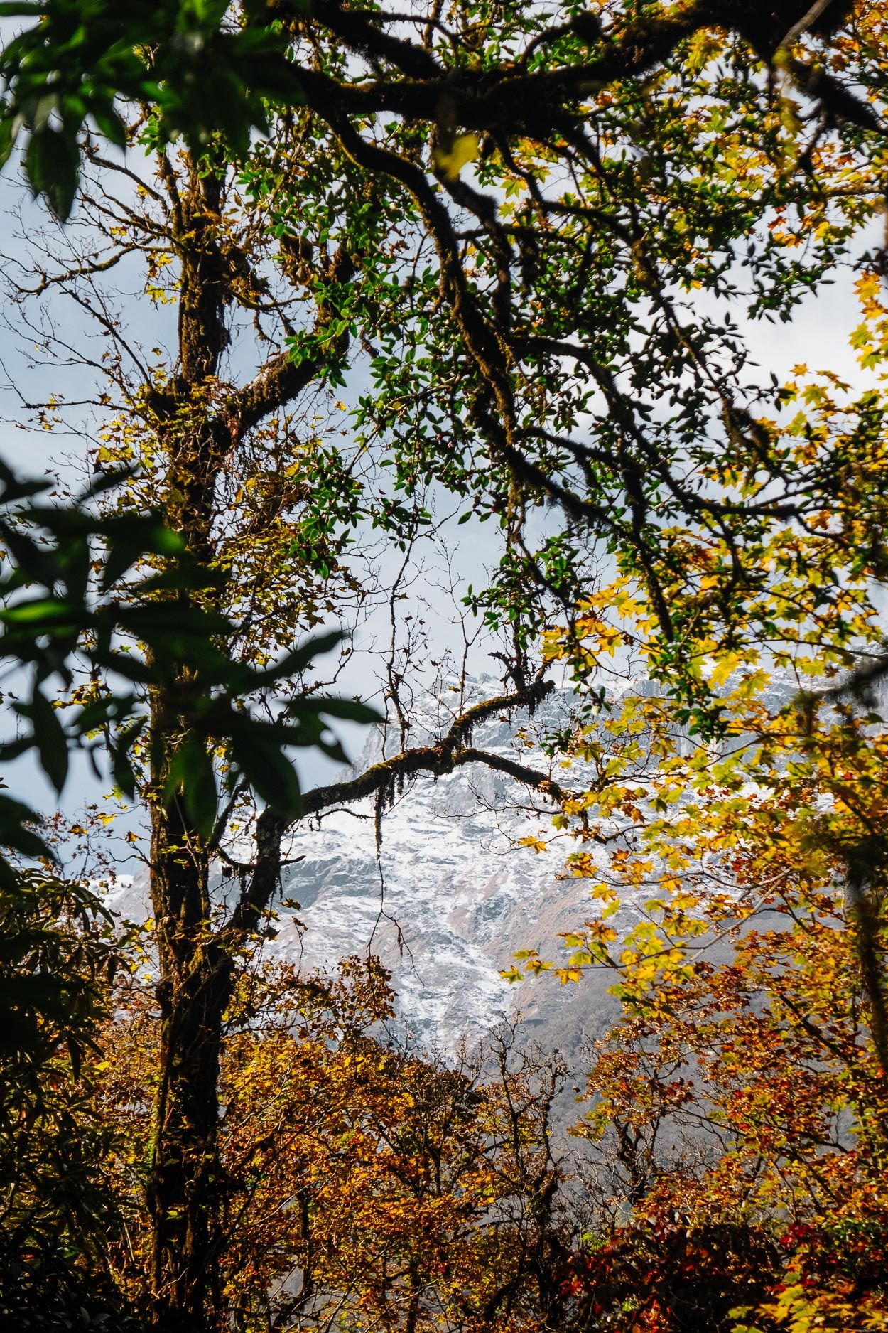 Golden autumn leaves frame a misty mountain view through intertwining tree branches against a cloudy sky.