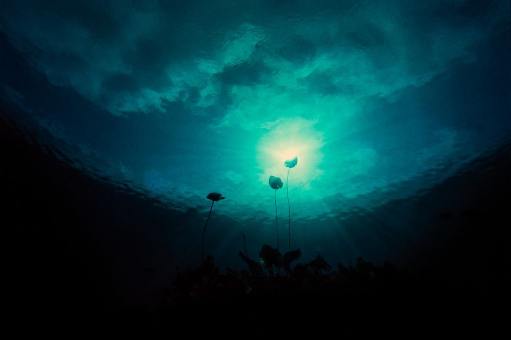 Fotografía sub acuática - artistica