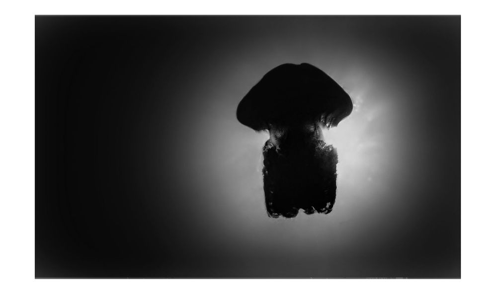 Fotografía sub acuática - artística