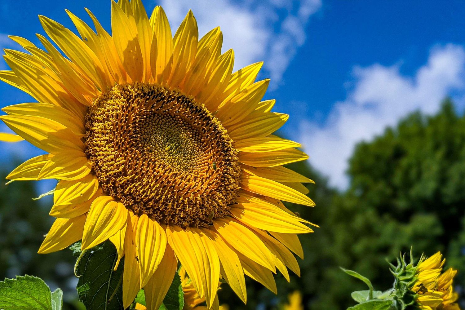 Bright yellow sunflower in full bloom against blue sky with white clouds.