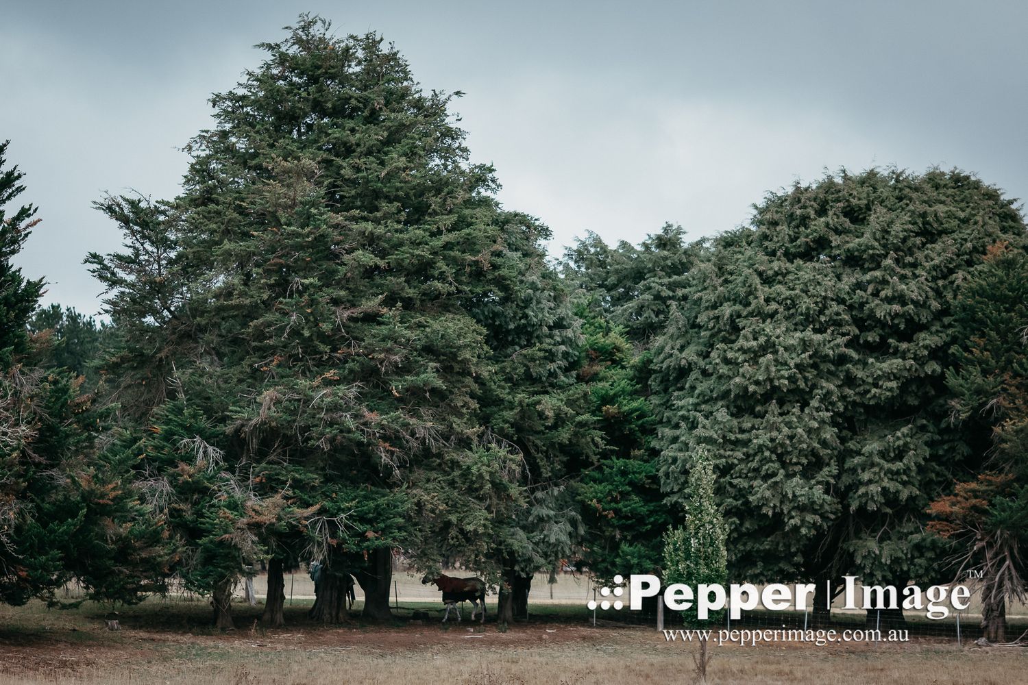 A herd of cattle shelters beneath large, dense evergreen trees on an overcast rural property.