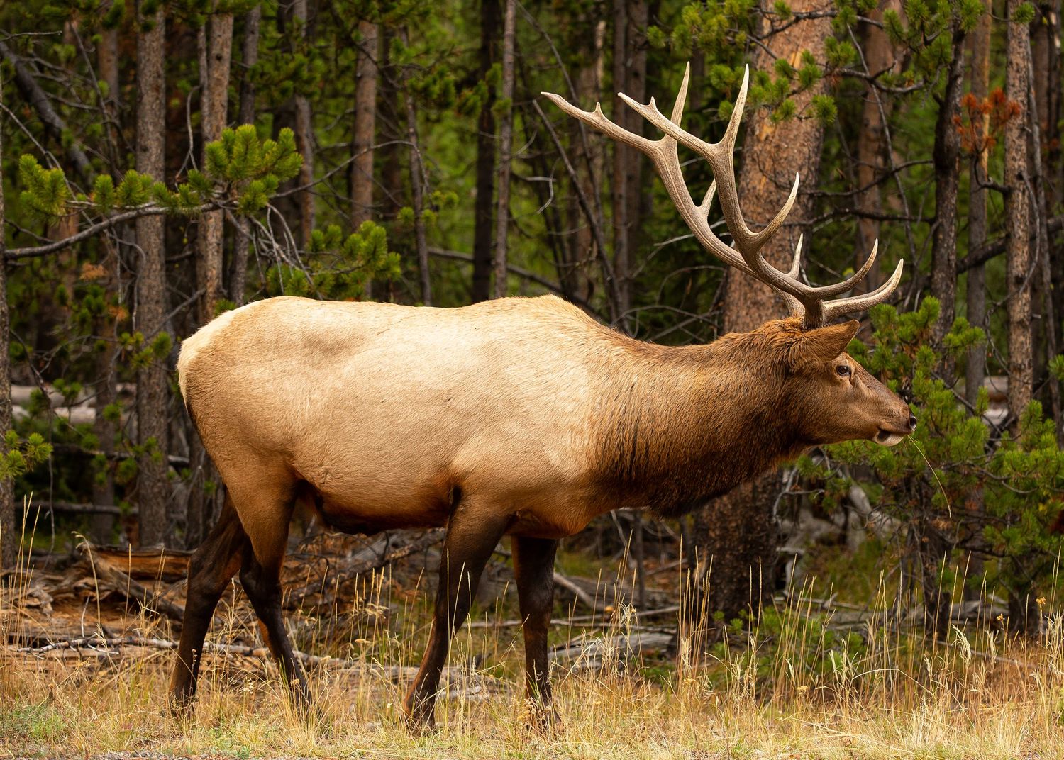 Elk on side of road in Yellowstone National Park