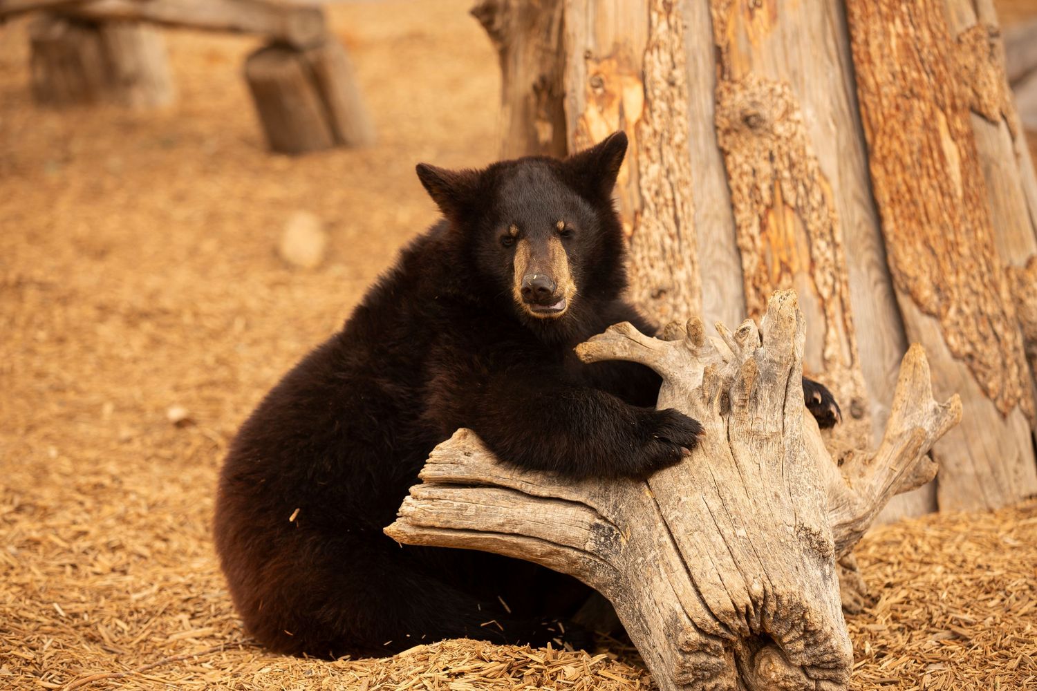 baby Bear from Bear World