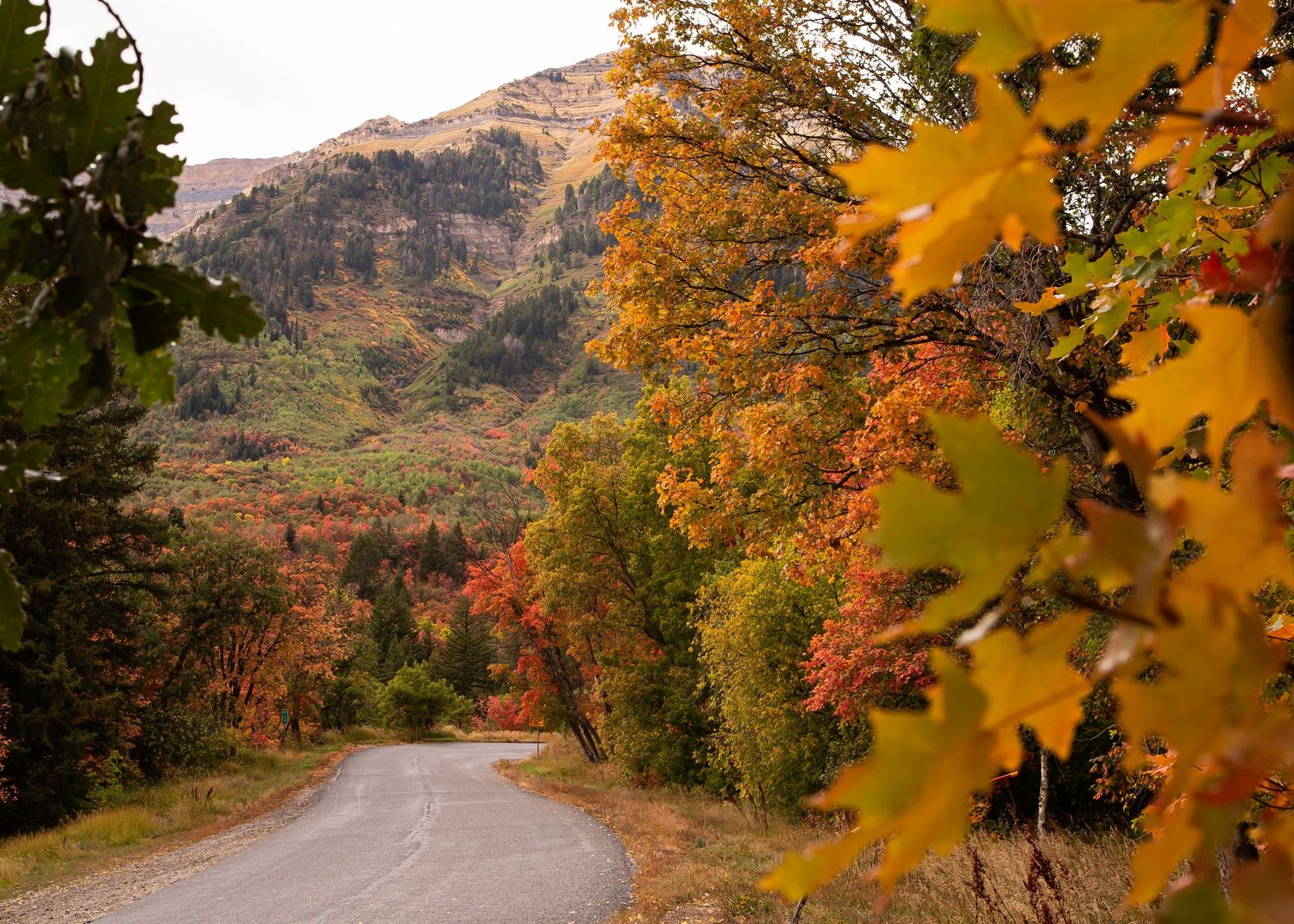 Fall Leaves on Alpine Loop in Utah