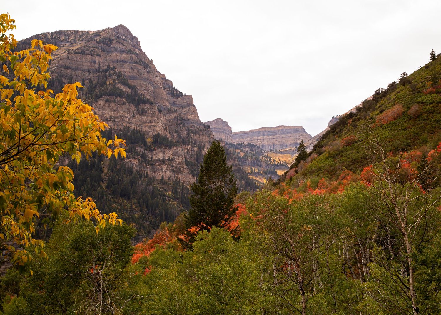 Mountains of utah with wildflowers