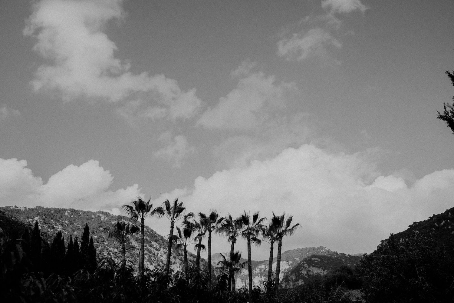 Silhouetted palm trees stand against a cloudy monochrome sky with mountains in the background.