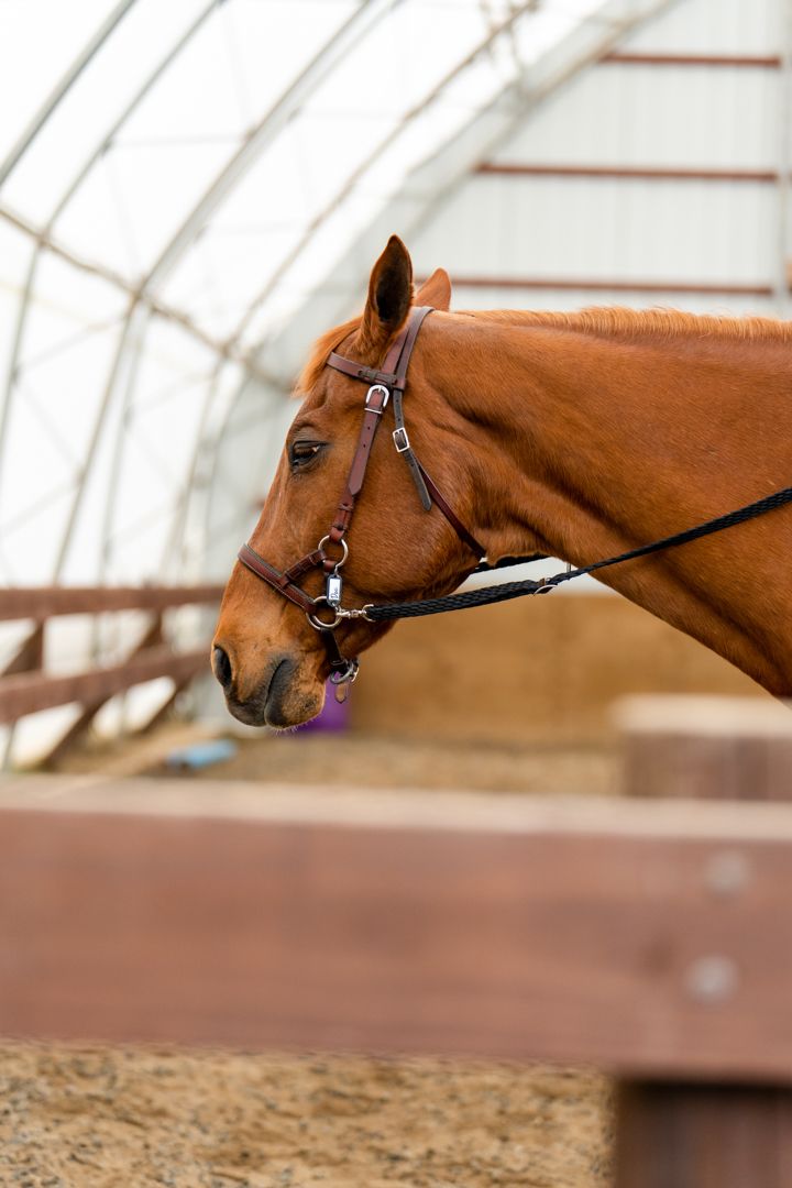 side profile of a horse