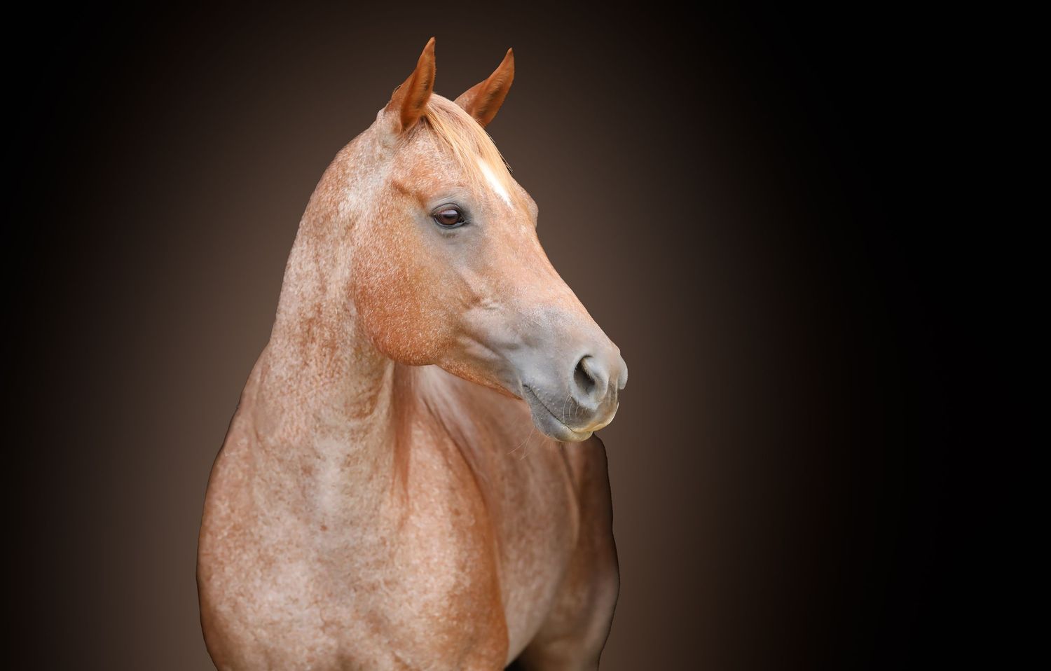 NC Equine Photographer Western Lifestyle Branding and marketing for small business. Branding and marketing
